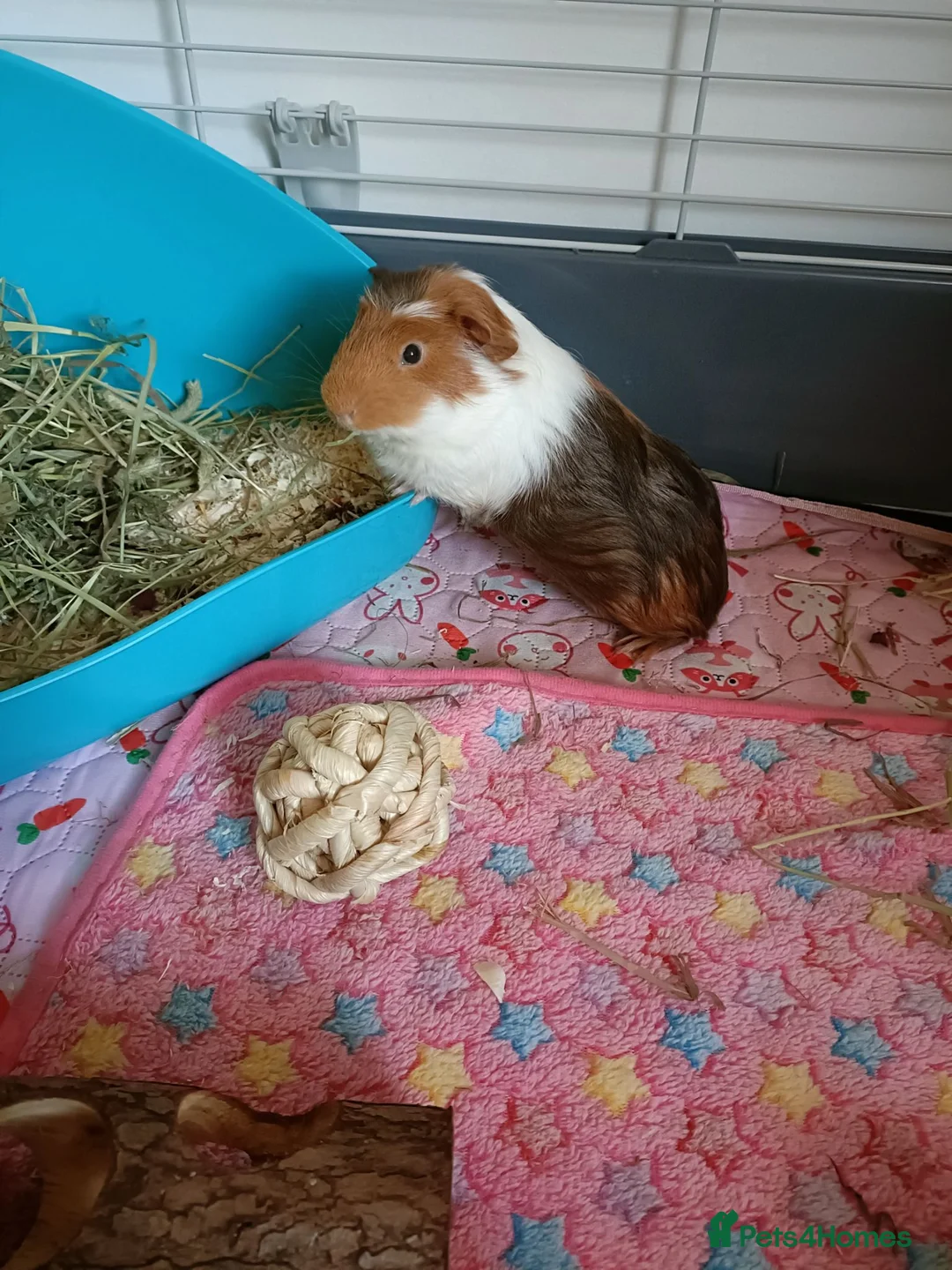 Guinea Pig rodents for sale: 2 male guinea pigs  in Oldham - Advert 2