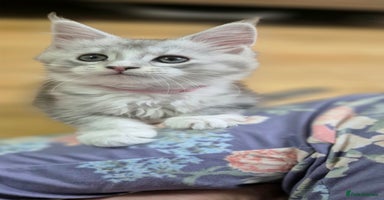 Maine Coon cats 17 Dec Rare Silver Ticked Pedigree Maine Coons - Advert 6