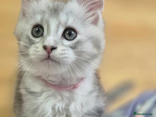 Maine Coon cats Mid Dec Collect Silver Ticked Pedigree Maine Coons - Advert 2