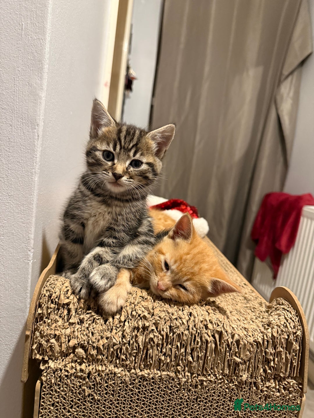 British Shorthair cats for sale: Gorgeous kittens  - Advert 35