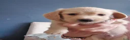 Miniature Dachshund dogs for sale: PEDIGREE CREAM LONG HAIRED MINI DACHSHUNDS - Advert 18
