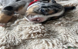 American Bully dogs for sale: Pocket bullies - Image 10