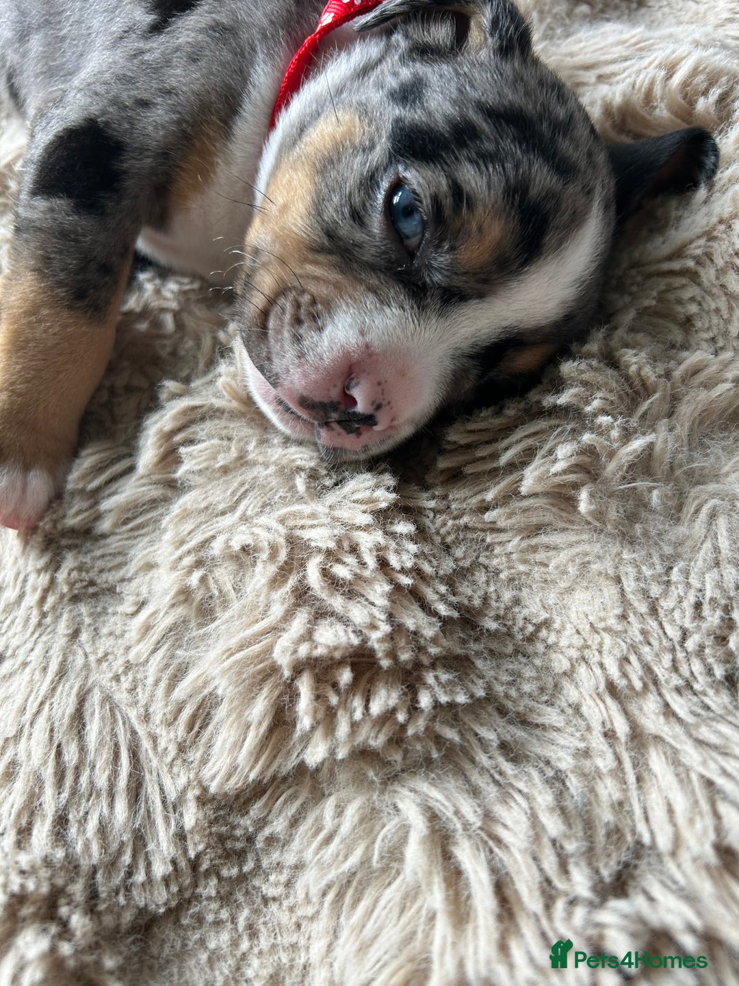 American Bully dogs for sale: Pocket bullies - Image 10