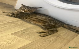 Domestic Shorthair cats for sale: Black and white female kitten for sale  - Advert 1