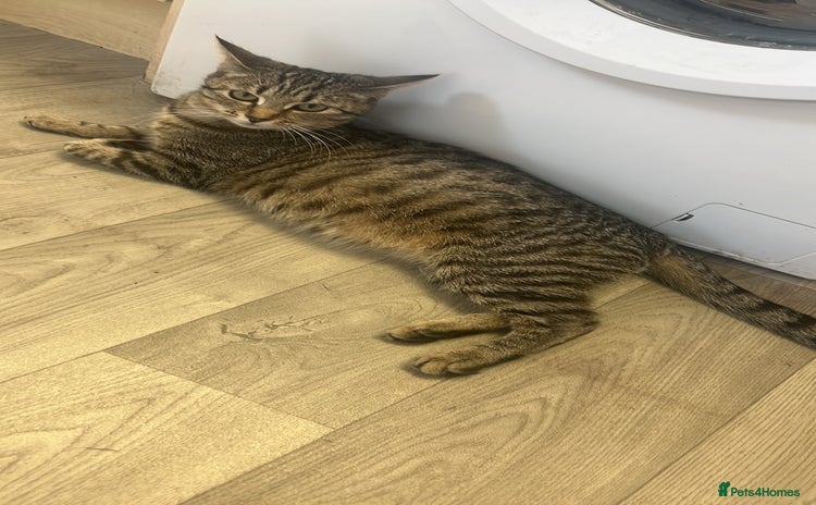 Domestic Shorthair cats Black and white female kitten for sale  - Advert 2