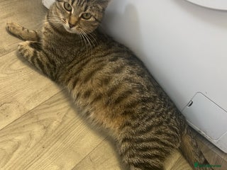 Domestic Shorthair cats Black and white female kitten for sale - Advert 17