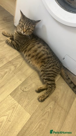 Domestic Shorthair cats Black and white female kitten for sale - Advert 1