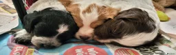 Mixed Breed dogs for sale: Cocker x sprollie  - Advert 4