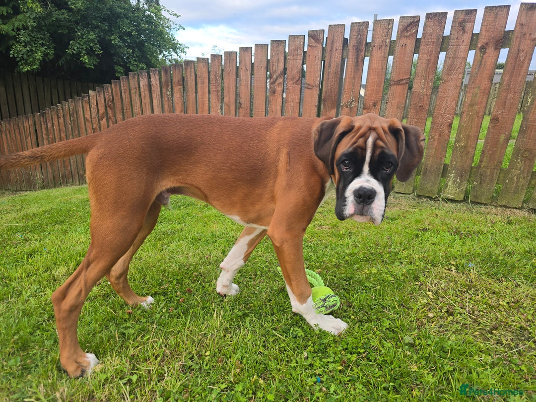 Boxer dogs for sale: 7 month boxer pup  - Image 7