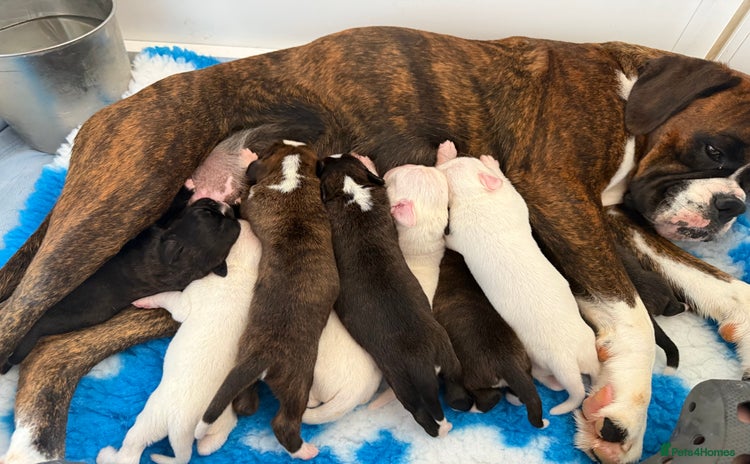 Boxer dogs - Advert 1