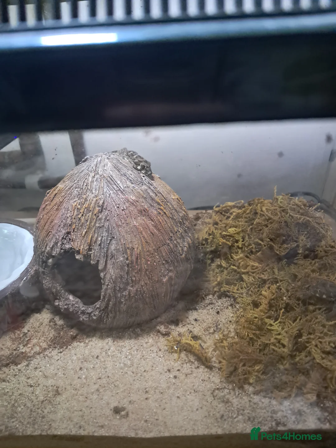 Gecko reptiles for sale: Two viper geckos and tank and uvb bulb and holder - Advert 2