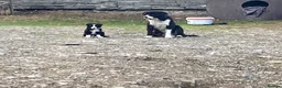 Border Collie dogs for sale: Border collies - Advert 6