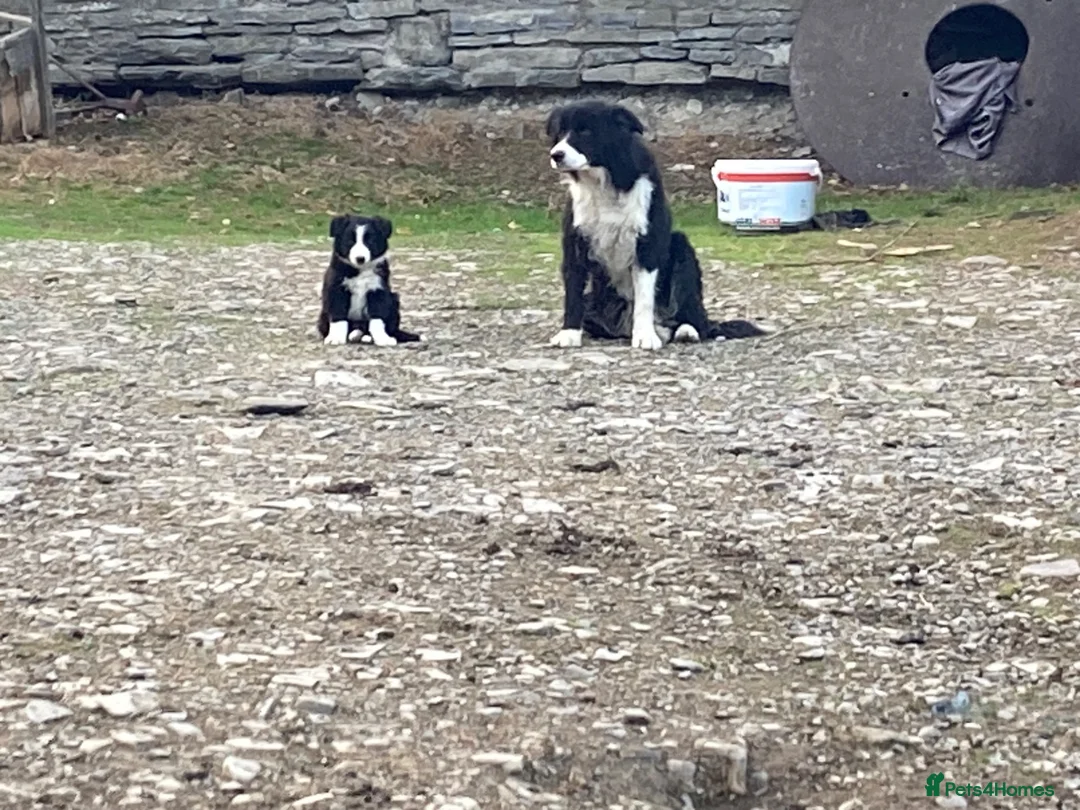 Border Collie dogs for sale: Border collies - Advert 6