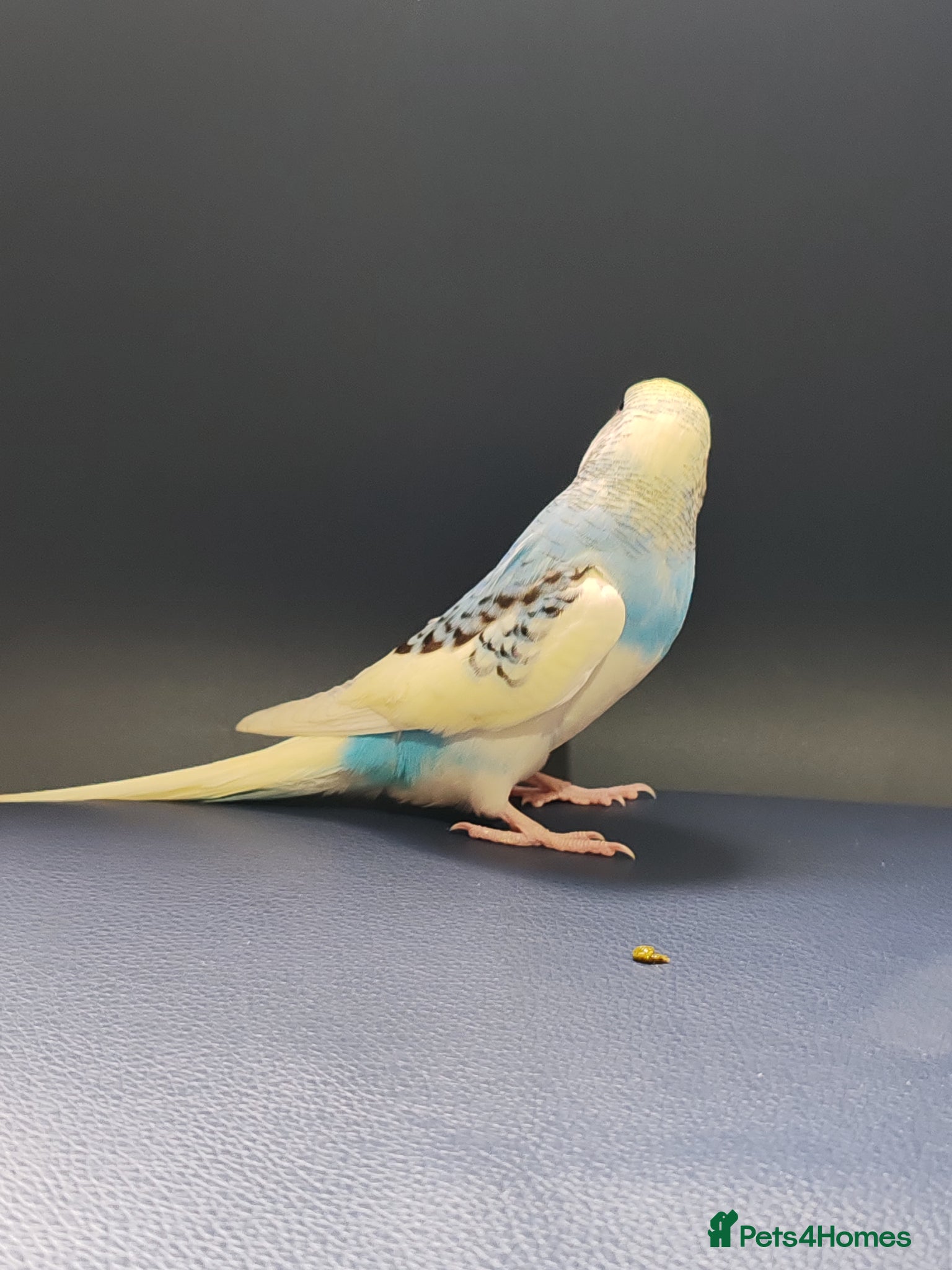 Parrots birds for sale: budgies 2 months and 3 months 1 week  - Advert 18