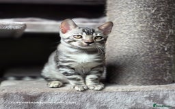 Bengal cats for sale: Gorgeous Silver and Charcoal Bengals  - Image 5