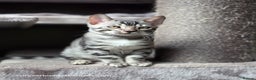 Bengal cats for sale: Gorgeous Silver and Charcoal Bengals  - Advert 5