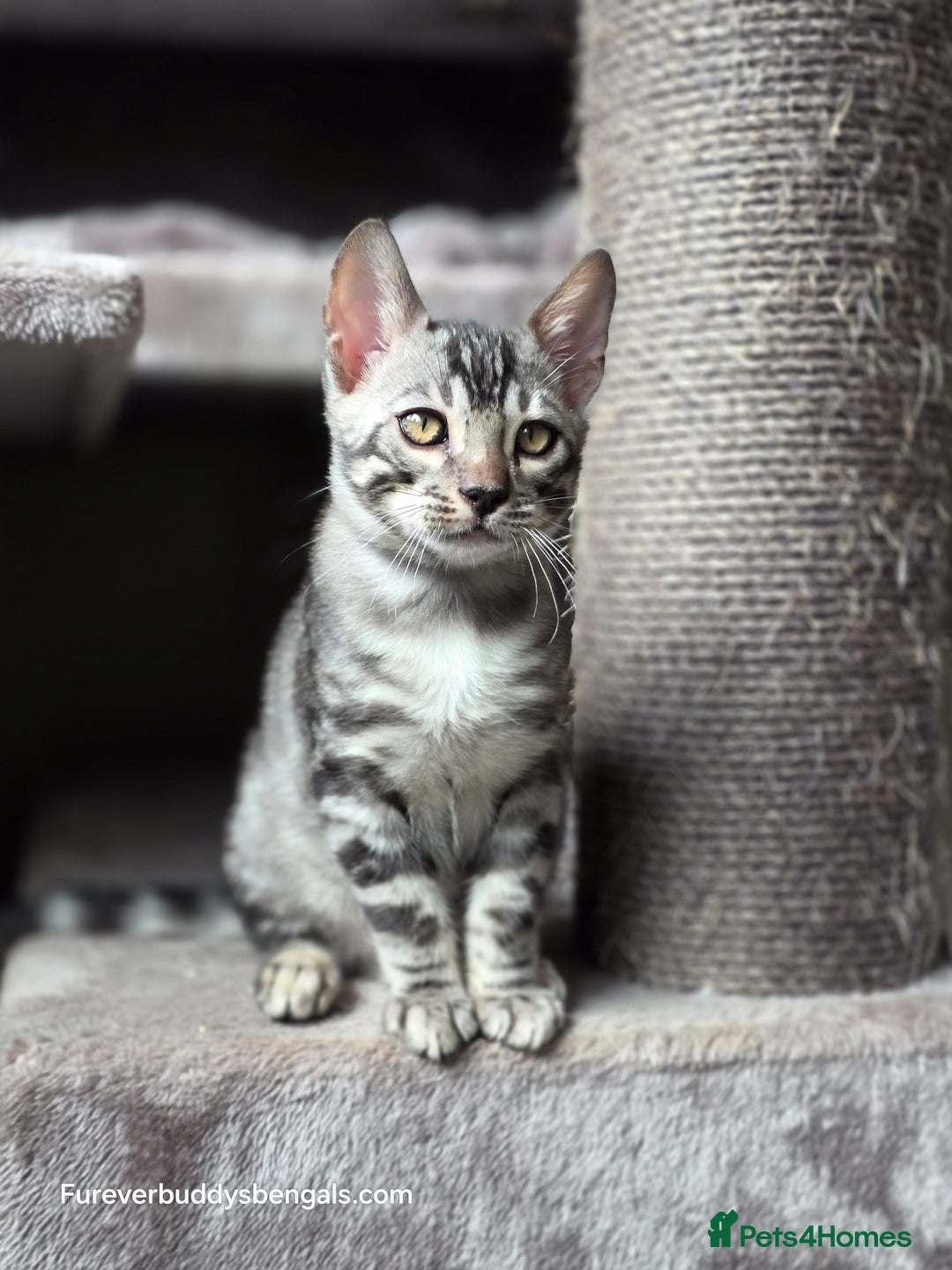 Bengal cats for sale: Gorgeous Silver and Charcoal Bengals  - Image 5