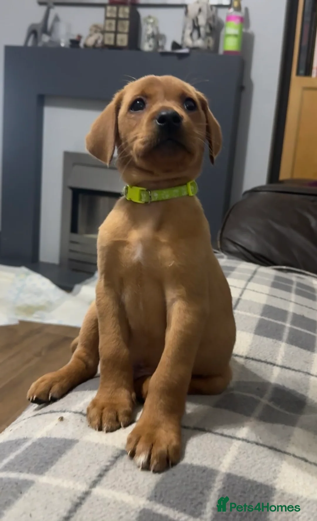 Labrador Retriever dogs for sale: Fox Red Pups - Ready to go in Richmond - Advert 12