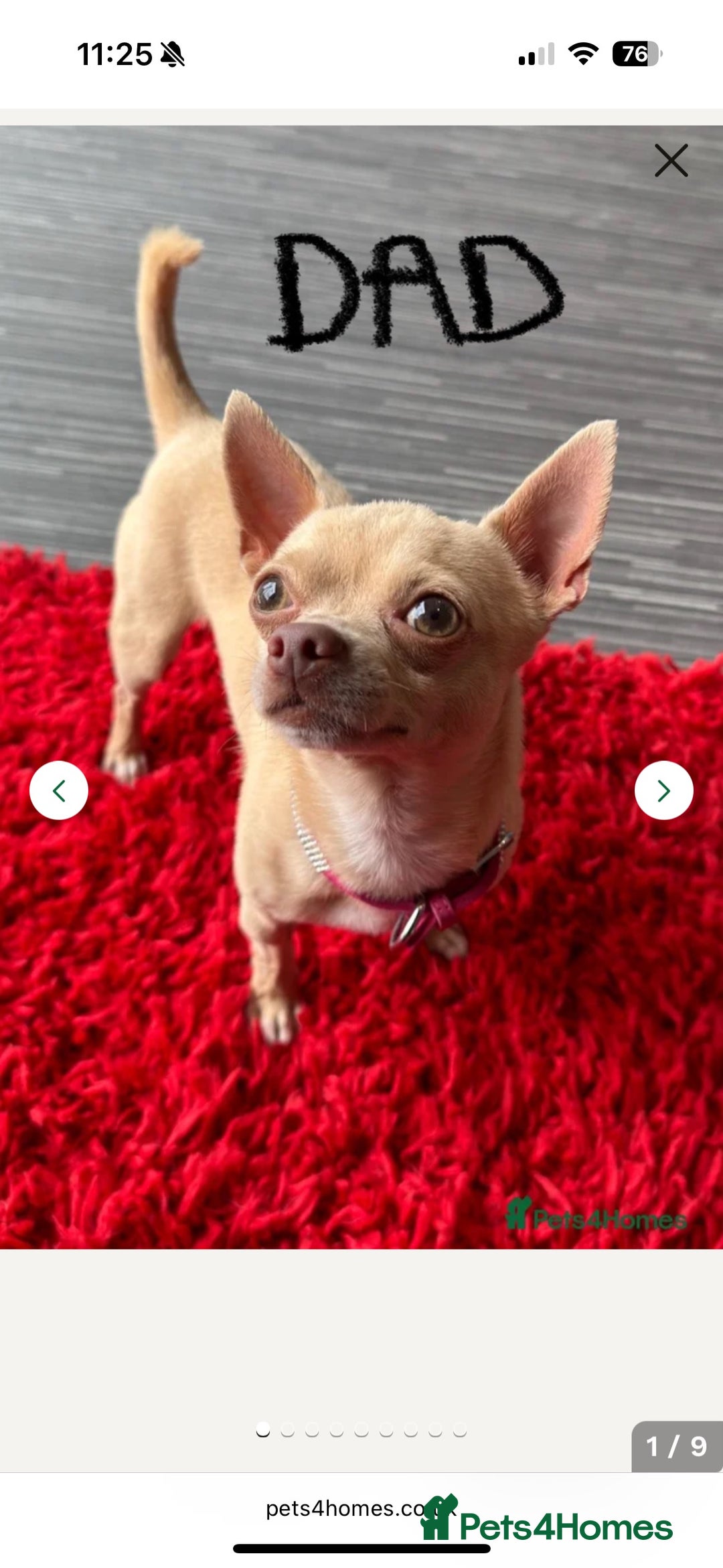 Chihuahua dogs for sale: Stunning Chihuahua Puppies!!  - Advert 10