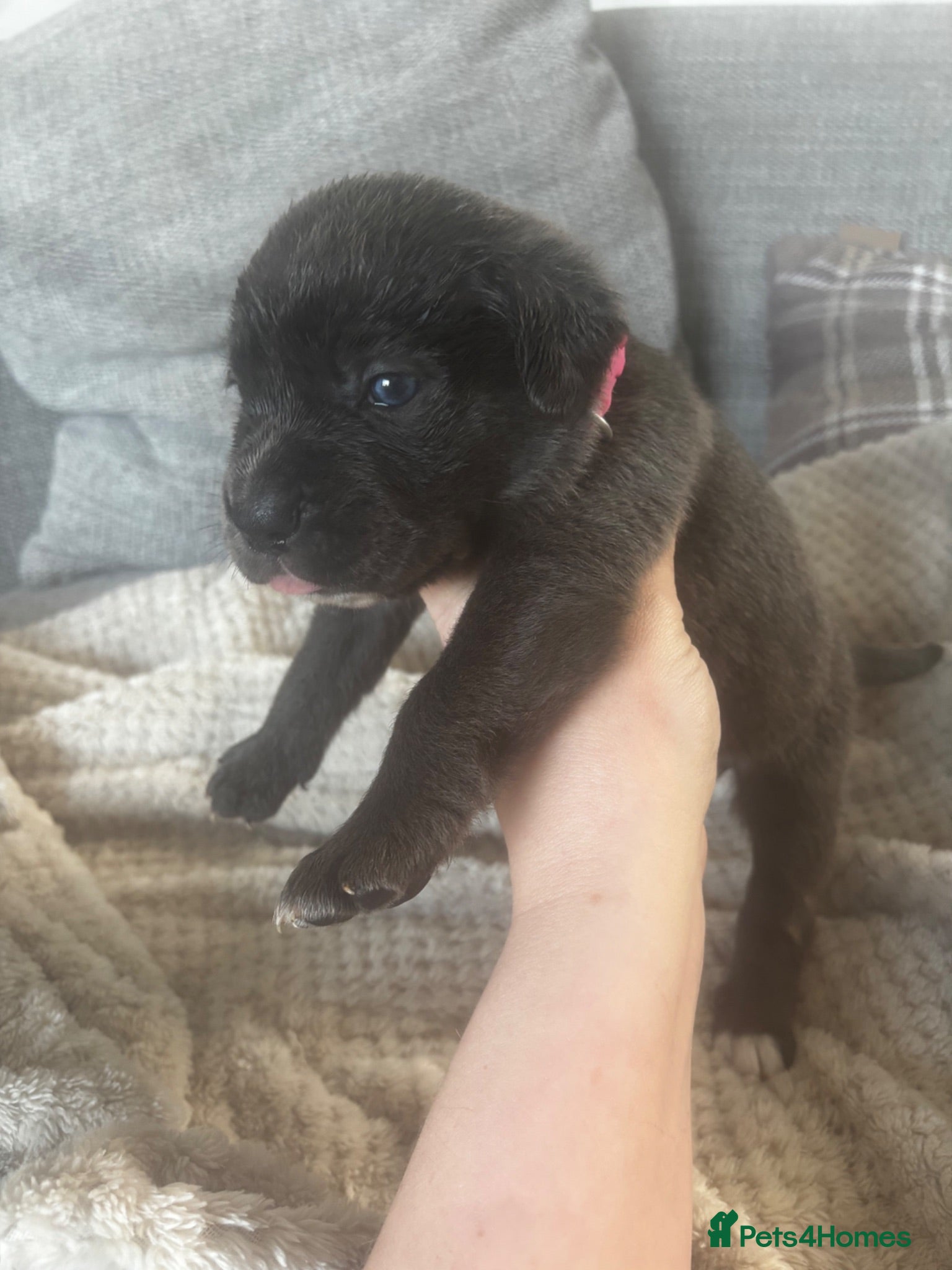 Cane Corso dogs 11 beautiful Cane Corso puppies Availabe - Advert 2