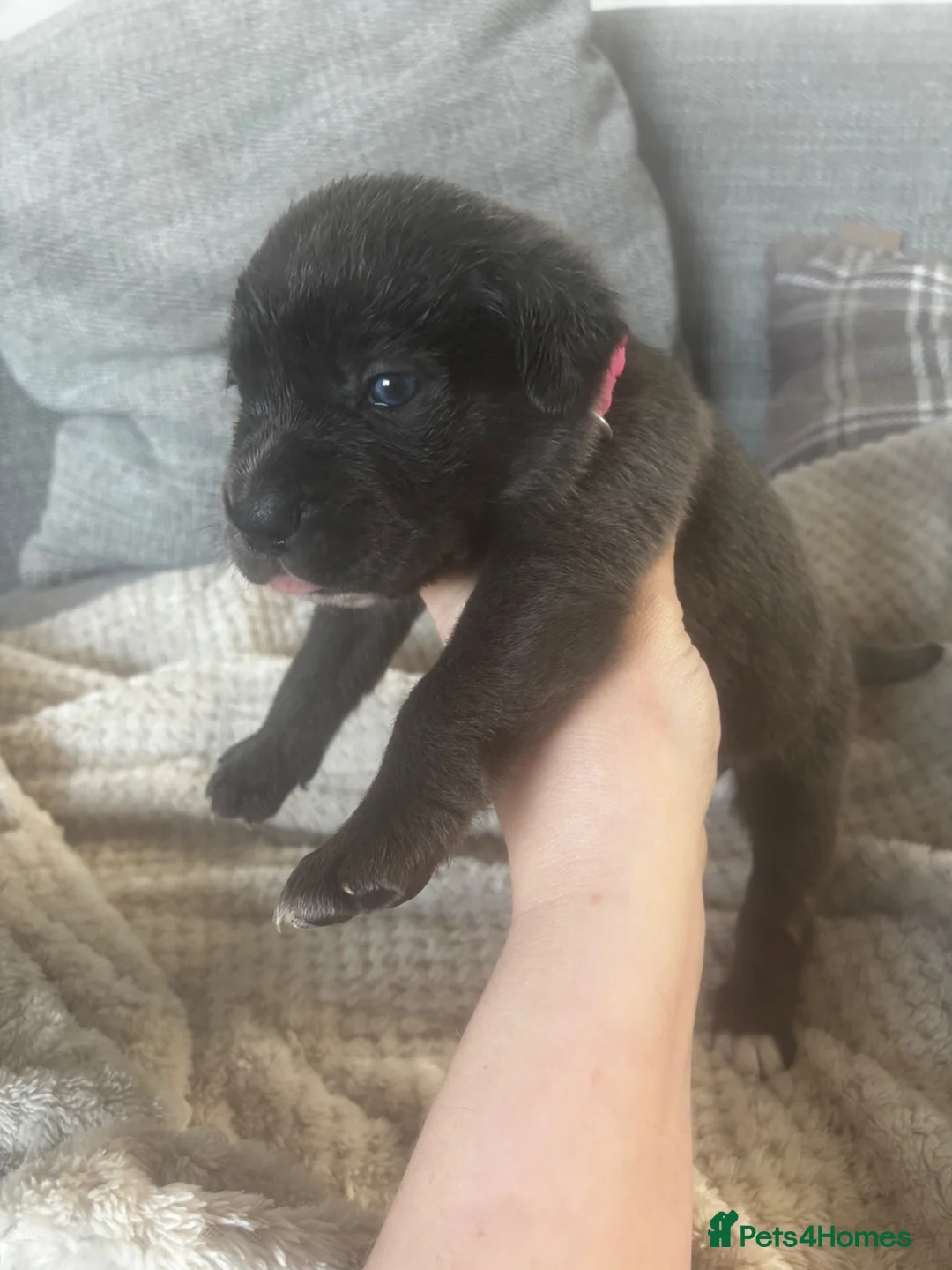 Cane Corso dogs for sale: 11 beautiful Cane Corso puppies Availabe - Advert 2