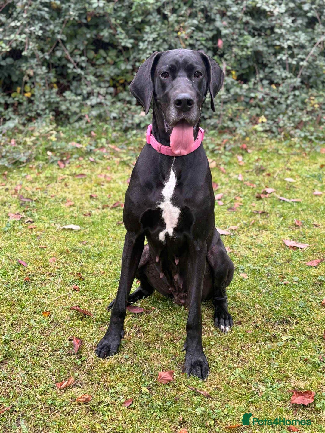 Great Dane dogs for sale: Highest health tested GD pups uk - Image 3