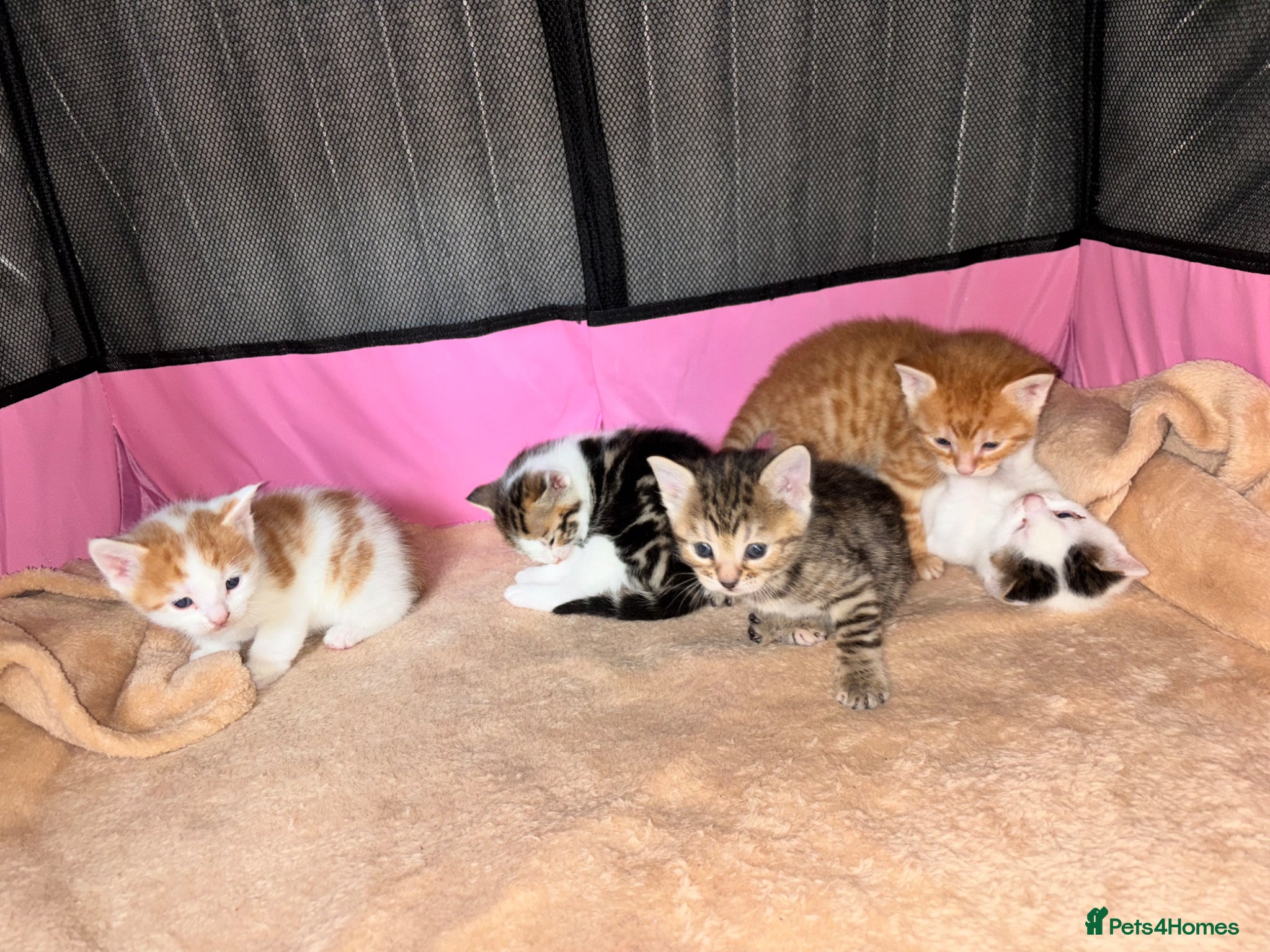 Domestic Shorthair cats Adorable playful kittens ready for loving homes! - Advert 4