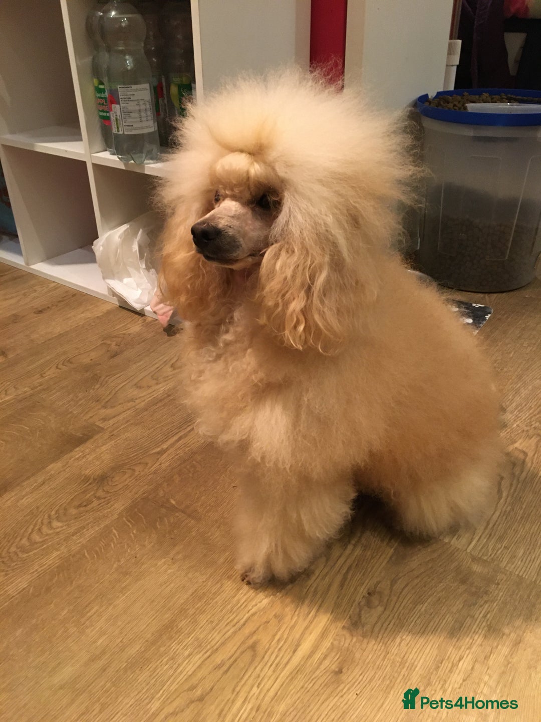 Cockapoo dogs for sale: Gorgeous F2b show type Cockapoo babies blue merles - Image 12