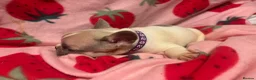 French Bulldog dogs for sale: KC French Bulldog puppies  - Advert 14