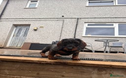 Dachshund dogs for sale: Standard wire dachshund puppies - Image 10