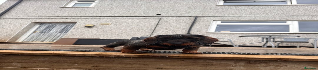 Dachshund Puppy 3