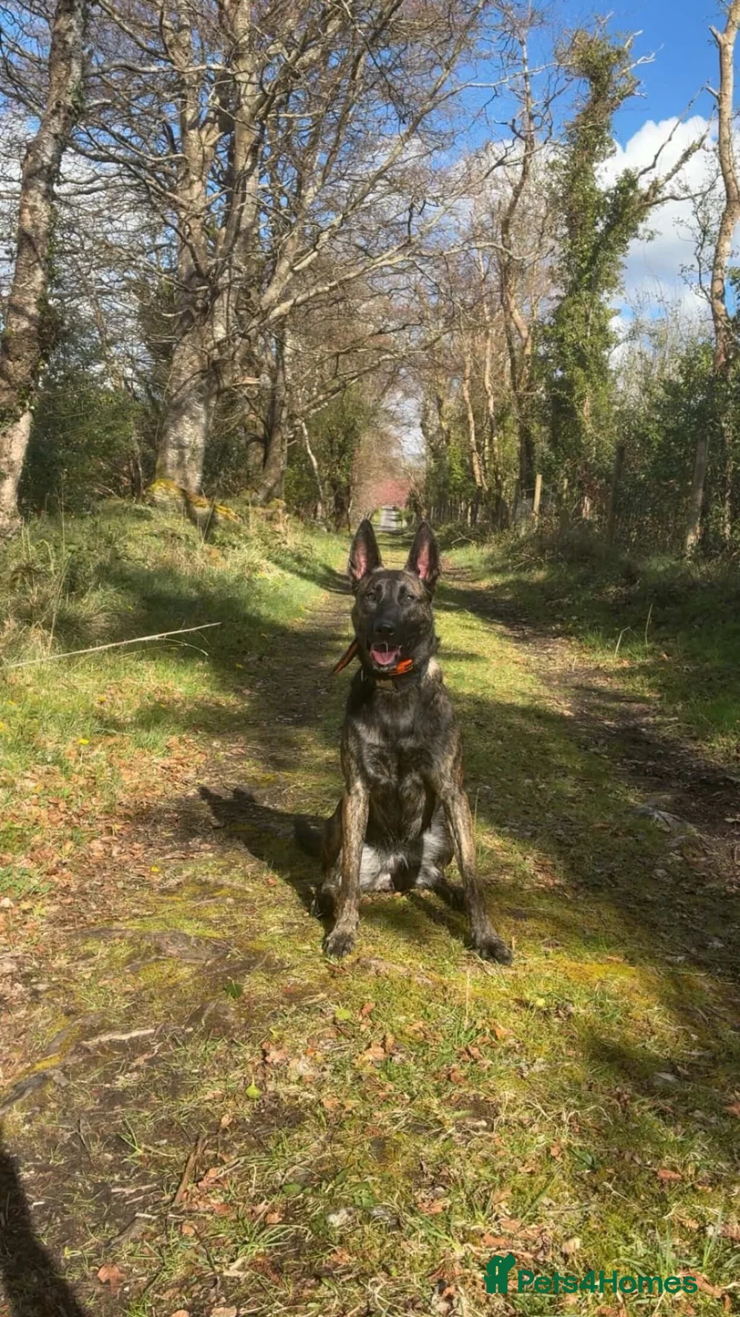 Belgian Shepherd Dog dogs for sale: 2 Year old Female Dutch Herder  - Advert 3