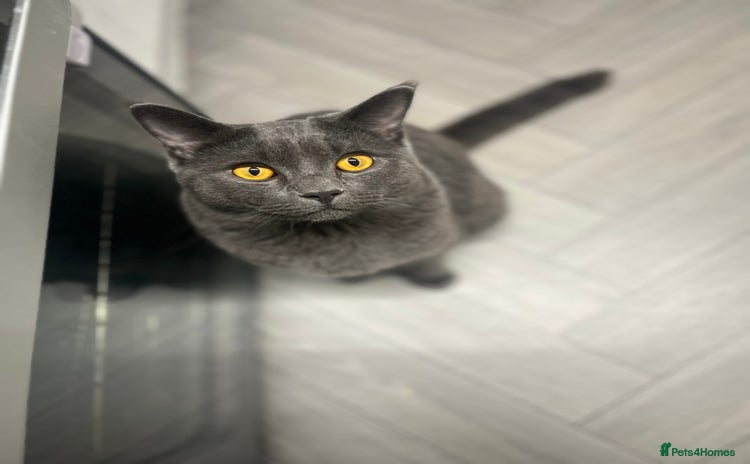 British Shorthair cats - Advert 2