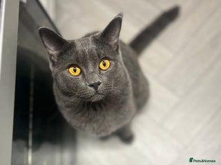 British Shorthair cats British shorthair MALE - Advert 11