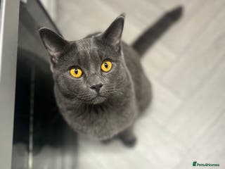 British Shorthair cats British shorthair MALE - Advert 21