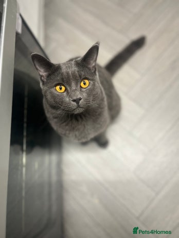 British Shorthair cats - Advert 3