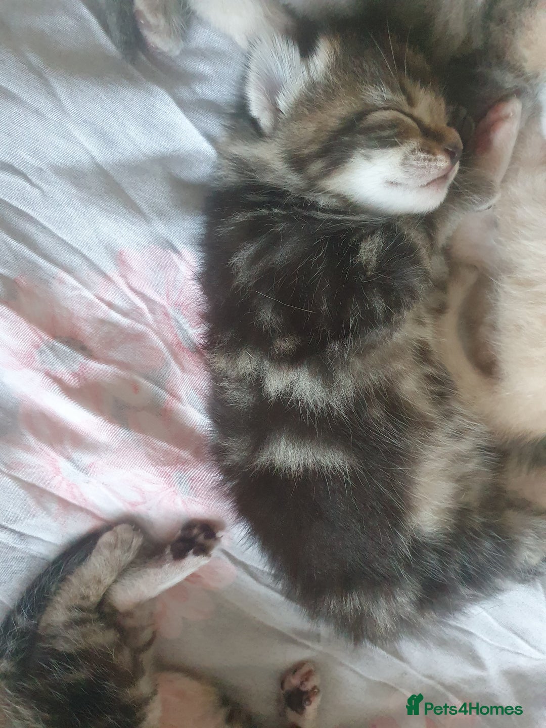 Mixed Breed cats for sale: Miss sijanda  - Image 5