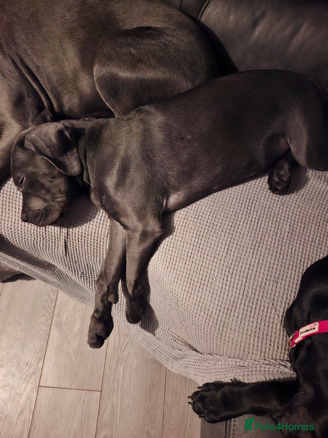 Cane Corso dogs for sale: Cane corso pups - Advert 5