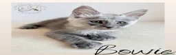 Maine Coon cats for sale: High Smoke, Smoke and Solid Pedigree Maine Coon’s - Advert 23