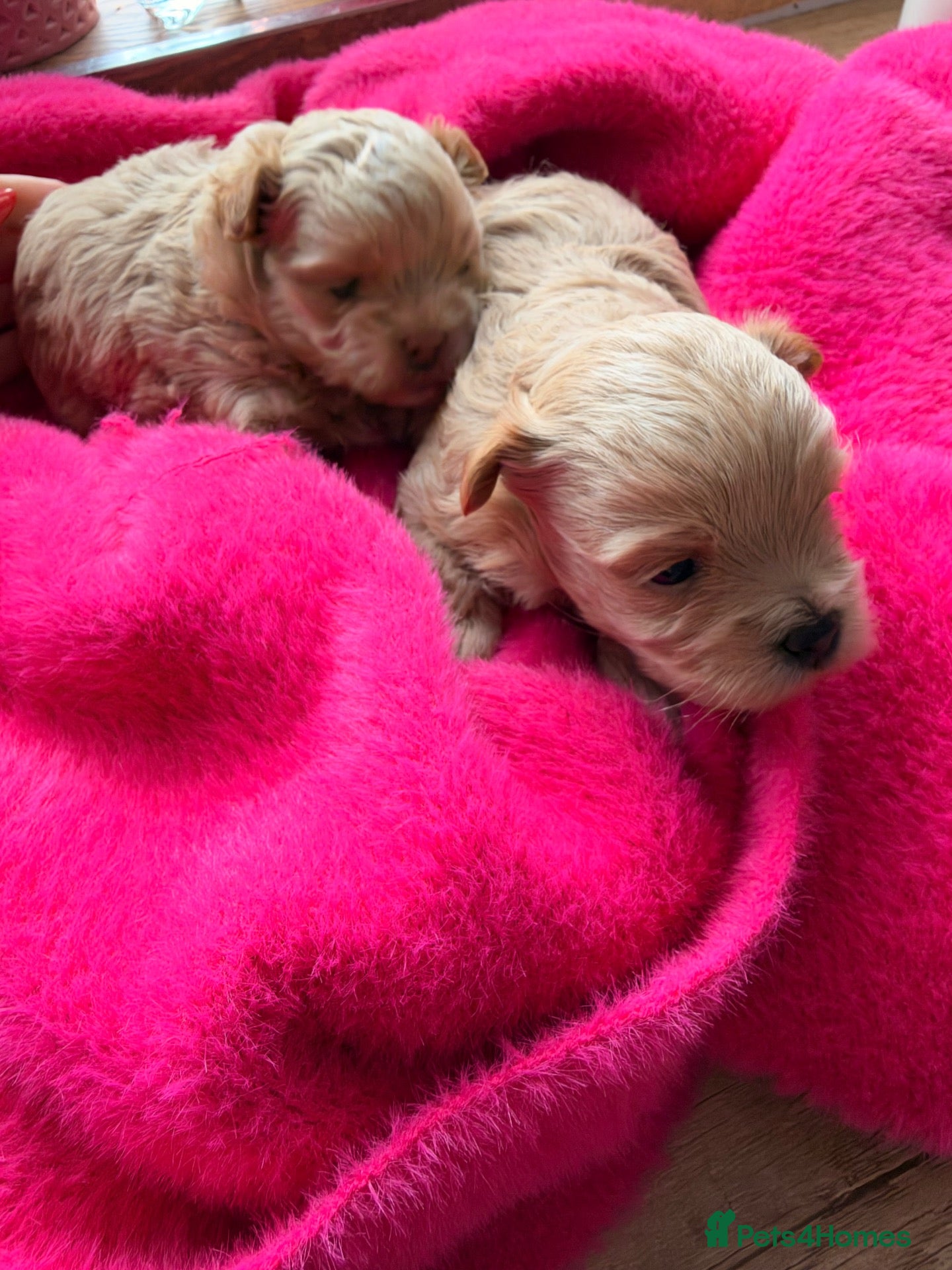 Maltipoo dogs ✨ Exceptional Maltipo PUPPIES – LOVING HOMES ONLY  - Advert 1