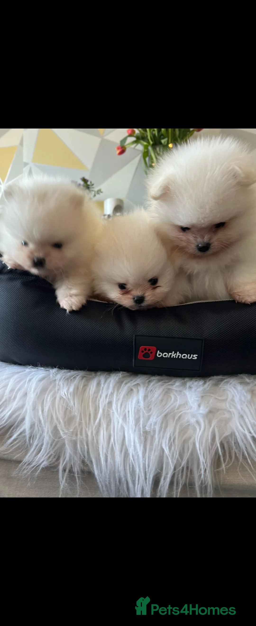 Pomeranian dogs for stud: BEAUTIFUL KC REG.KOREAN POM.BOY OPEN FOR STUD💙 in Bolton - Advert 18