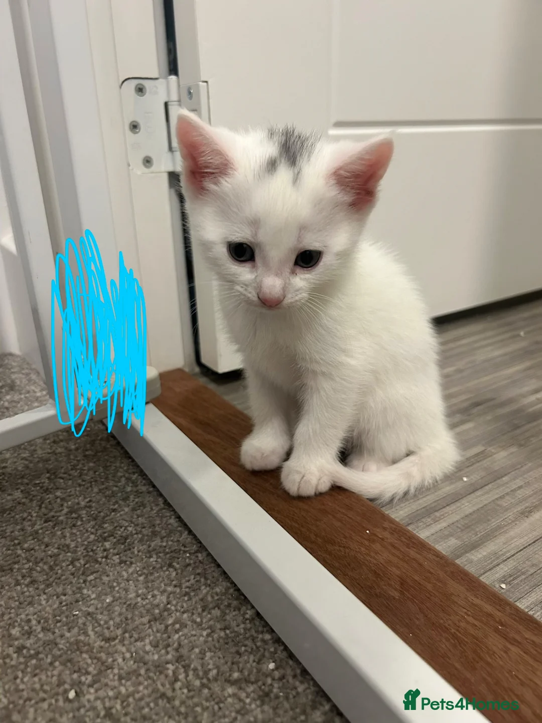 Mixed Breed cats for sale: Mixed kittens  in Southampton - Advert 1