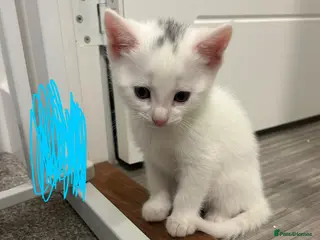 Mixed Breed cats Mixed kittens - Advert 5