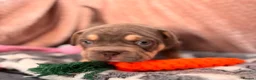 Mixed Breed dogs for sale: French bulldog X Pocket bully in Birmingham - Advert 15