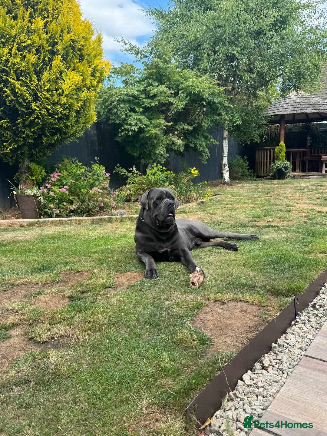 Cane Corso dogs for stud: Kain - For Stud - Image 2