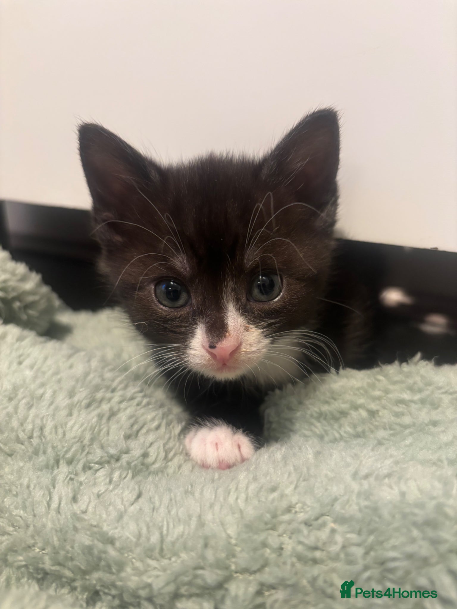 Mixed Breed cats Gorgeous Male Kitten  - Advert 1