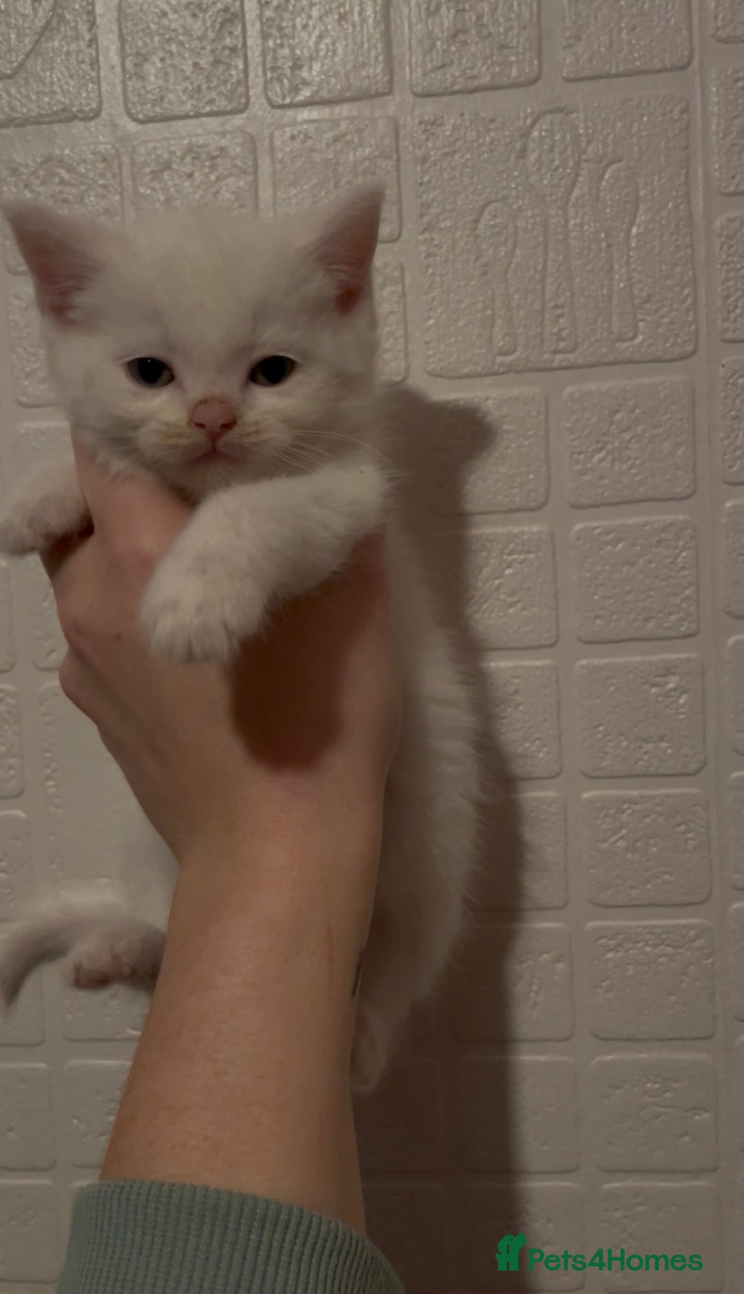 Domestic Shorthair cats for sale: Kittens ready to reserve  - Advert 4