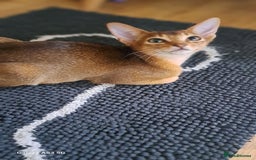Abyssinian cats for sale: 5✨TICA Beautiful Abyssinian Kittens - Image 14