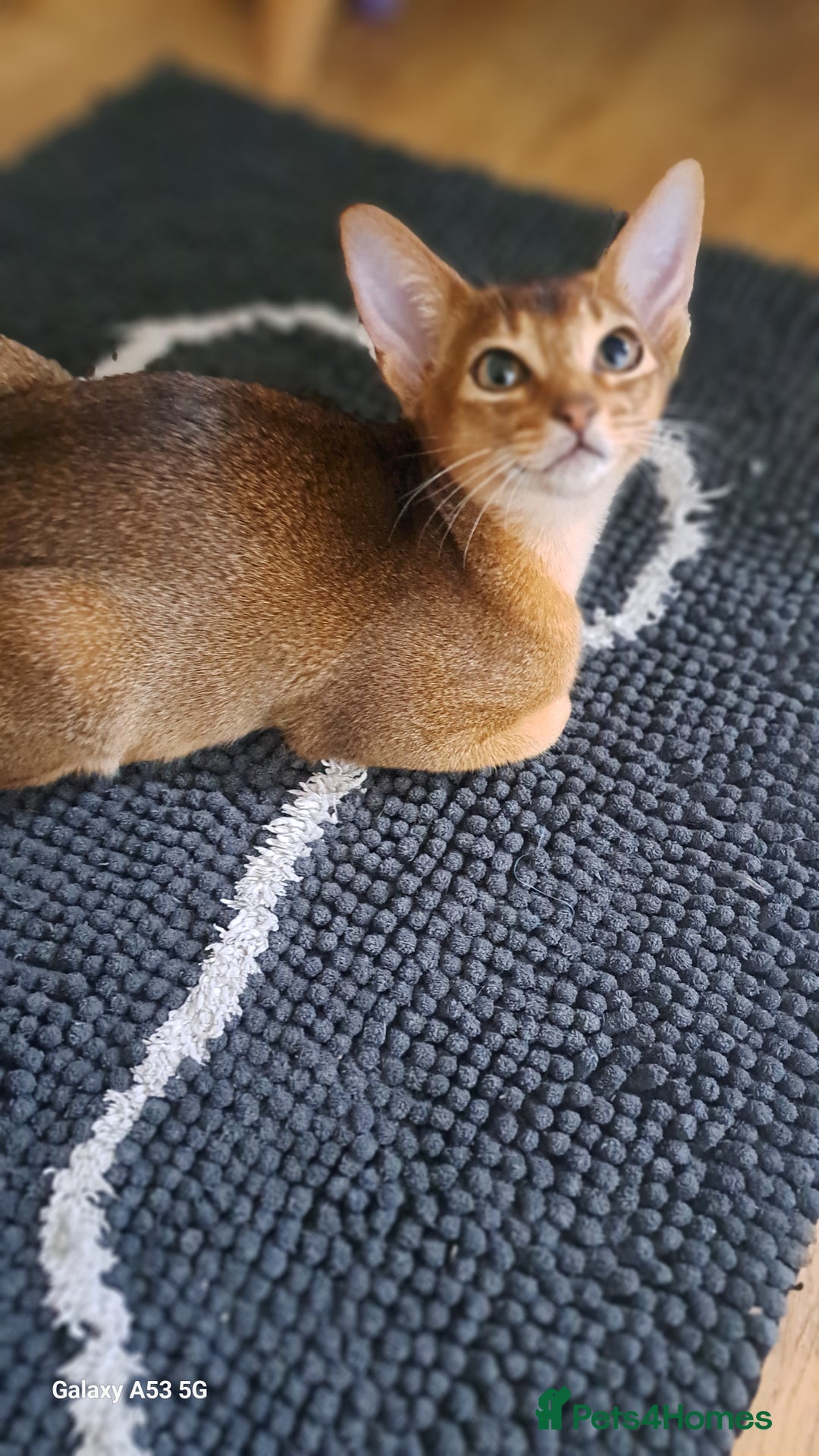 Abyssinian cats for sale: 5✨TICA Beautiful Abyssinian Kittens - Image 14