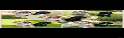 Australian Labradoodle dogs for sale: Australian Labradoodle Small Size  - Advert 11